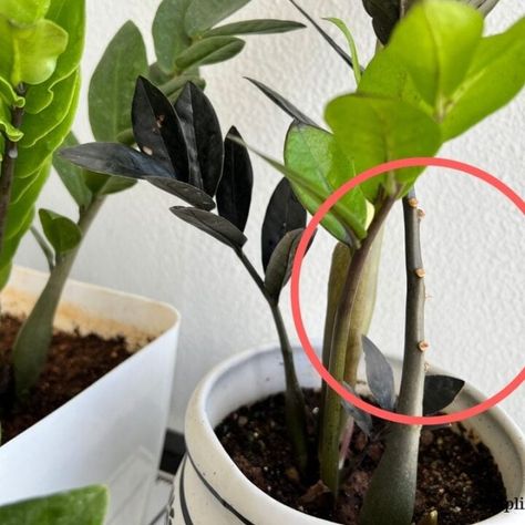 How To Fix A Leggy ZZ Plant? (Causes+What To Do) – Simplify Plants Zz Plant Potting Ideas, How To Repot A Zz Plant, How To Propagate A Zz Plant, Z Z Plant, Dividing Plants, Zz Plant Care, Zz Plants, Plant Tips, Bush Plant