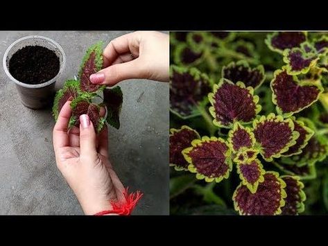 Outdoor Gardens Landscaping, Plant Hacks, Shower Tile Designs, Tile Shower Ideas, Plant Cuttings, Ornamental Plants, Propagating Plants, Tile Shower, Snake Plant