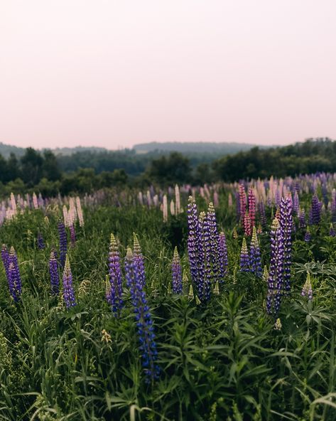 💜 It’s almost lupine season here in northern Maine. We’ve been on the lookout in some of our usual spots, but haven’t seen any yet this year. Here are a few shots from a lupine field in Presque Isle last year. If you see any lupines popping up in the County, let us know where 😍. #lupine #lupines #maine #visitaroostook #visitmaine #naturelovers #wildflowers #natureisbeautiful #mainenature #lupineseason Presque Isle Maine, Maine Wildflowers, Moody Mood Board, Blueberry Field, Lupine Field, Lupine Flowers, Northern Maine, Visit Maine, Field Wedding