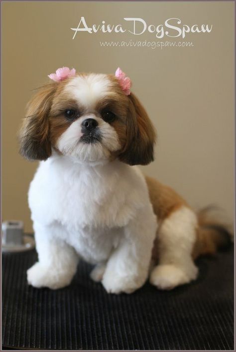 shih tzu puppy after grooming, teddy bear trim, puppy cut, short round head, dog groomer in Coquitlam: Shih Poo Grooming Styles, Puppy Haircut, Shih Tzu Haircuts, Shitzu Dogs, Teddy Bear Puppies, Perro Shih Tzu, Shih Tzu Grooming, Chien Shih Tzu, Dog Grooming Styles