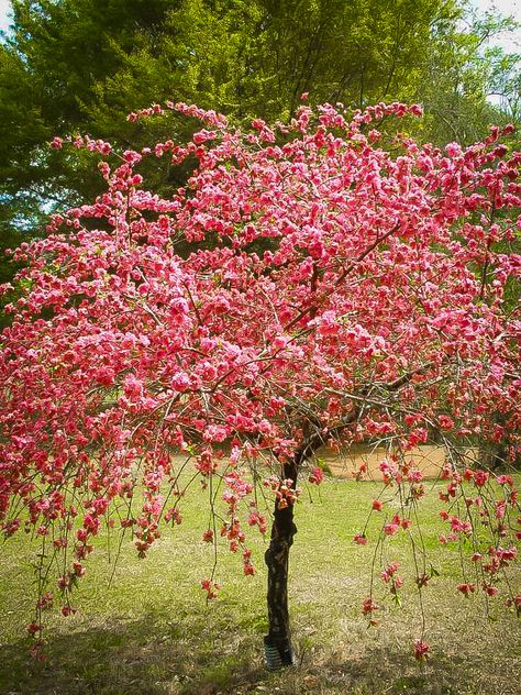 Peach Trees For Sale | Buy Peach Trees Online | The Tree Center Arizona Front Yard Landscaping, The Selfish Giant, Peach Blossom Tree, Spring Flowering Trees, Yard Design Ideas, Cascade Falls, Peach Tree, Flower Bed Ideas, Breaking Point