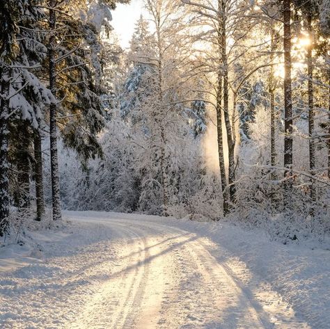 ‪🌌MDZ Lady's Creations🌌‬ ‪www.mdzladycreations.com‬ ‪#mdzladycreations#giftbasket#giftbag#perfectgift#highway#toad#snow#warm#hot#freezing#snowy#weather#plans#ideas#decisions#flakes#fall#another#year#peace#joy#happiness#inspiration#motivation#encouragement#n#night#2020#happy#new#year#‬ Fruits Cake, Snow Quotes, Snow Pictures, Snowy Weather, Winter Quotes, Country Christmas Decorations, Environment Day, World Environment Day, Snowy Forest