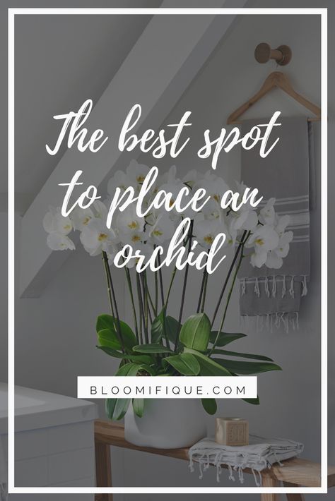 Orchid Indoor House Plants, Orchid Plants Decor, Orchids In The Bathroom, Decorating With Orchids Interior Design, Orchids In Bathroom, Orchid Display Ideas Indoor, Orchids Interior Design, Orchid In Bathroom, Orchids In Bedroom