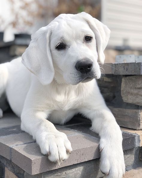 Sweet White English puppy Everest English White Labrador, White Labrador Retriever, White Lab Puppy, White Labrador Puppy, English Lab Puppies, White Lab Puppies, White Retriever, English Lab, White Labrador