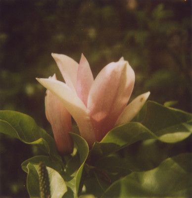 Pink Green Brown Aesthetic, Dull Pink Aesthetic, Ode To The West Wind, Flowers Photography Aesthetic, Pink Green Aesthetic, Pink And Green Aesthetic, Pink Flowers Aesthetic, Pink And Green Wallpaper, Nd Filter