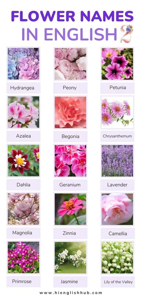 59+ Pretty Flower Names In English With Pictures And Meanings - Hi English Hub All Different Types Of Flowers, Flowers Names And Meaning, Flower Names Aesthetic, Flower Nicknames, Flower Names And Meanings, Flowers Name With Pictures, Indian Flower Names, Unique Flower Names, All Flowers Name