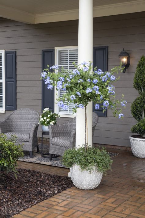 Topiary Plants In Pots, Plumbago In Pots, Porch Trees Potted, Potted Shade Plants, Small Tree In Pot, Patio Trees In Pots Full Sun, Patio Trees In Pots, Front Door Trees In Pots, Potted Trees Patio Full Sun