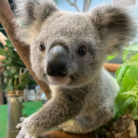 Koala Aesthetic, Koala Marsupial, Koala Tattoo, Cute Koalas, Cute Koala Bear, Koala Bears, Australia Animals, Baby Koala, Cute Koala