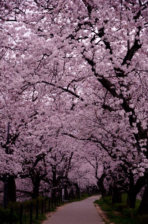 Gongendo, Saitama, Japan Japanese Pink Tree, Cherry Blossom Japan, Saitama Japan, Monte Fuji, Japan Garden, Amazing Nature Photography, Cherry Blossom Flowers, Pink Trees, Blossom Trees