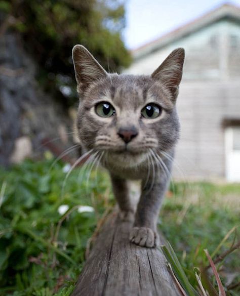 Booped the snoot. http://ift.tt/2nEkf9l Cat Perspective, Cat Heaven, Cat Island, Cat Language, Here Kitty Kitty, I Love Cats, Kitty Kitty, Fukuoka, Animal Planet