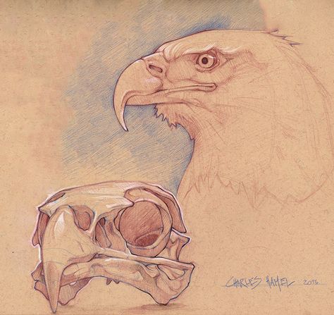 Bald Eagle Skull, Charles Hamel on ArtStation at https://www.artstation.com/artwork/lrmgV Eagle Skull Tattoo, Eagle Anatomy, Eagle Skull Drawing, Bird Skull Drawing, Hawk Skull, Eagle Illustration, Bald Eagle Drawing, Bird Skull Sketch, Skull Reference Animal