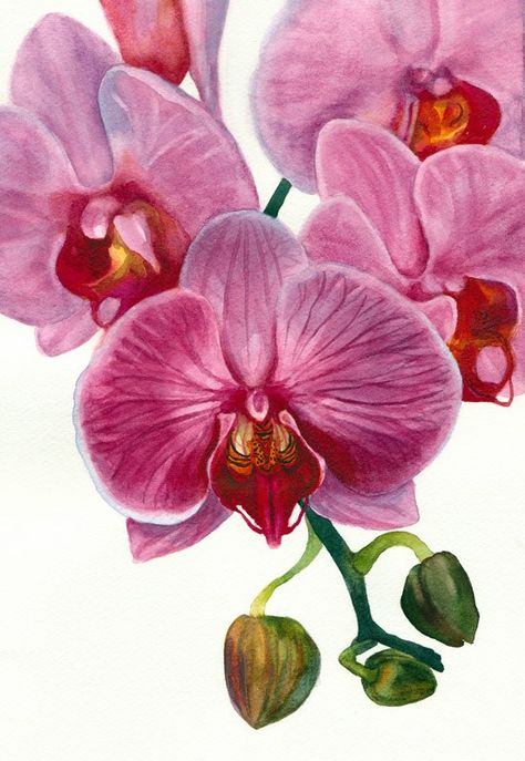 Orchid Painting in Watercolor for the book but.... Orchid Painting, Orchid Drawing, Orchids Painting, Art Coquillage, Illustration Botanique, Botanical Watercolor, Arte Floral, Botanical Illustration, Botanical Art