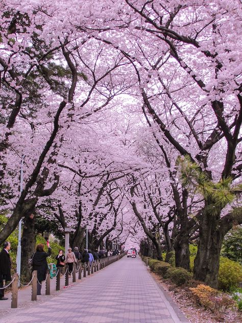 The 14 Best Scenic Spots to see Cherry Blossoms in Tokyo | The Creative Adventurer Japan Tourist Spots Aesthetic, Cherry Blossom Tokyo Japan, Ueno Park Tokyo Cherry Blossoms, Tokyo Park Aesthetic, Japan Aesthetic Cherry Blossoms, Japan Destinations Beautiful Places, Cherry Blossom In Tokyo, Tokyo Cherry Blossom Aesthetic, Cherry Blossoms Tokyo