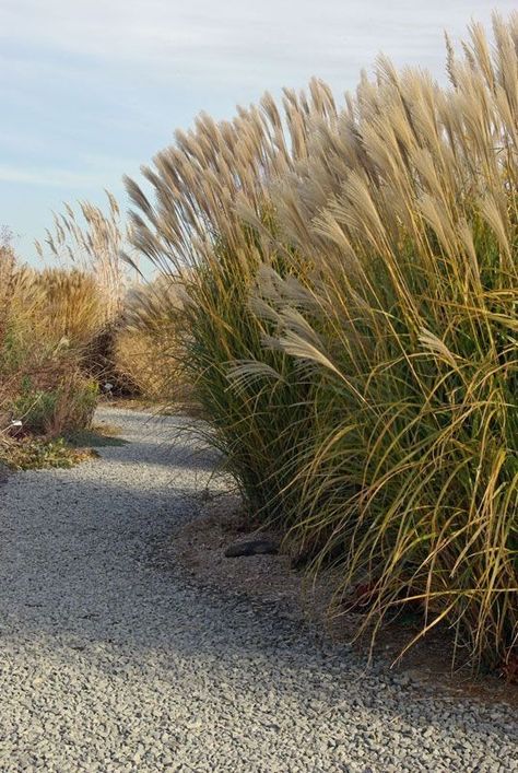 Miscanthus Sinensis, Grasses Landscaping, Grasses Garden, King Tut, Home Landscaping, Beach Gardens, Natural Garden, Ornamental Grasses, Garden Paths