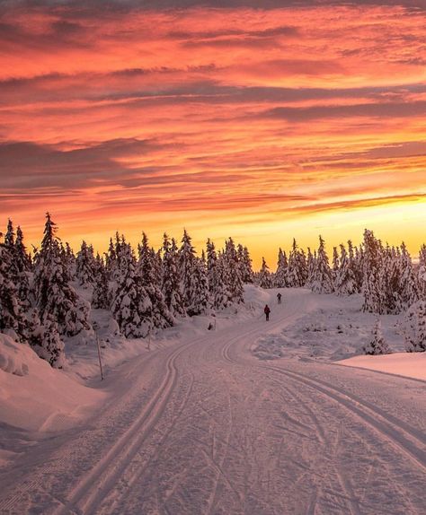 Sunset Skiing in Norway🇳🇴🌅 Who would you ski with here?  Photo via @Norge by @annemeide Explorer Backpack, Nature Explorer, Nordic Skiing, Travel Globe, Image Nature, Winter Sunset, Stavanger, Trondheim, Winter Scenery