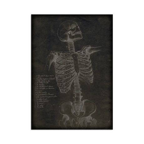 Anatomy Skeleton Front (Print) Anatomy Skeleton, Hanging Canvas, Anatomy Art, Art Materials, Cute Wallpapers, Anatomy, Metal Wall Art, Skeleton, Graphic Art