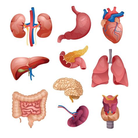 Anatomy Aesthetic, Medical Stickers, Human Organs, Medicine Studies, Al Qur'an Aesthetic, Human Organ, Blank Background, Human Anatomy Art, Anatomy Art