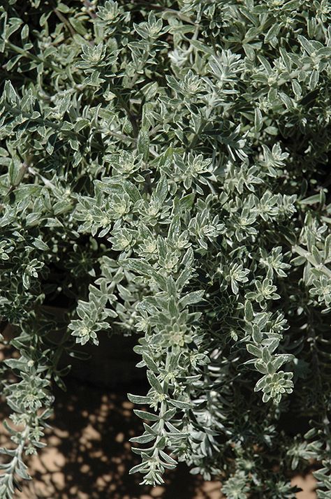 Click to view a full-size photo of Smokey Coast Rosemary (Westringia fruticosa 'Smokey') at Roger's Gardens Coast Rosemary, Robinia Pseudoacacia Frisia, Low Maintenance Shrubs, Rogers Gardens, Full Size Photo, Small White Flowers, Outdoor Pots, Evergreen Shrubs, Types Of Soil