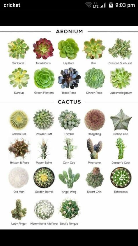 9b Gardening, Garden Zone 9b, Succulent Names, Types Of Succulents Plants, Kaktus Dan Sukulen, Zone 9b, Succulent Garden Design, Succulent Garden Diy, Alpine Plants