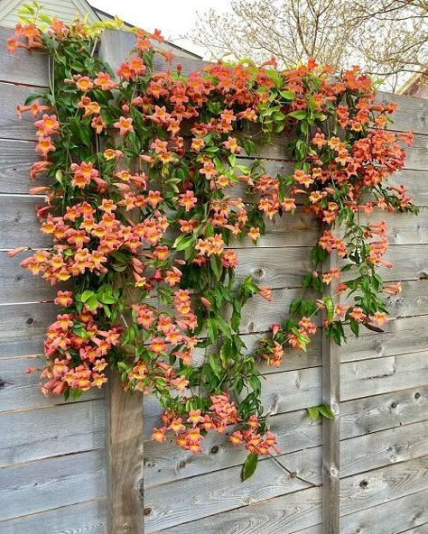 Climbing Plants Fast Growing, Climbing Plants Fence, Climbing Flowering Vines, Vine Fence, Garden Trellis Designs, Fence Flowers, Indoor Vines, Succulent Wall Garden, Creepers Plants