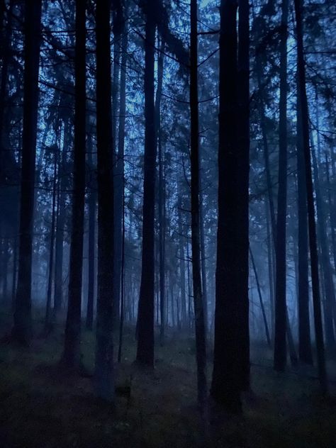 dark forest Gloomy Forest, Night Trees, Forest Dark, Dark Woods, Dark Tree, Haunted Forest, Forest Light, Evergreen Forest, Forest Background