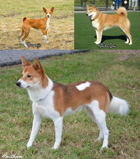 Basenji Shiba Inu Mix Shiba Inu Mix, Dog Reference, Basenji Dogs, Look Alikes, Domestic Animals, Dog Ideas, Silly Animals, Original Characters, Doll Gift