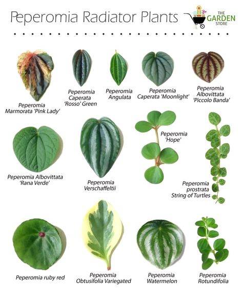 Peperomia Plant, Tropical Flower Plants, Plant Mama, Plant Care Houseplant, Plant Varieties, Plant Guide, Plant Identification, House Plants Decor, House Plant Care