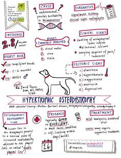 Hypertrophic osteodystrophy doodle--dvm360.com Vet School Notes, Veterinary Technician Student, School Notes Aesthetic, Veterinarian School, Vet School Motivation, Veterinarians Medicine, Veterinarian Technician, Future Veterinarian, Veterinary Nursing