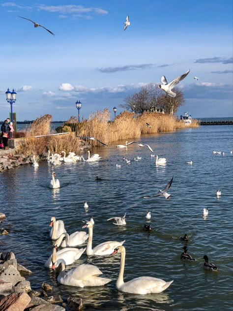 #magyarul #hungary #balaton #keszthely #2021 #windyday #swan #nature Hungarian Aesthetic, Hungary Aesthetic, European Bucket List, Wildlife Reserve, All Countries, Short Stories, Hungary, Travel Ideas, Sydney Opera House