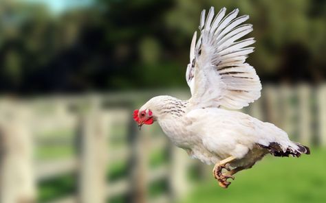 Clipped Wings, Chicken Fence, Fairytale Book, She Was A Fairy, Flight Feathers, Chicken Owner, Bird Free, Free Range Chickens, Chicken Breeds