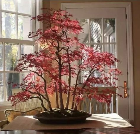 Bonsai For Beginners, Japanese Maple Bonsai, Maple Forest, Flower Garden For Beginners, Japanese Bonsai Tree, Tree Types, Jade Bonsai, Maple Bonsai, Bonsai Forest