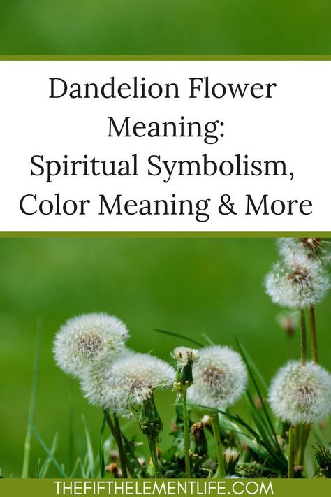 Dandelion Flower Meaning Meaning Of Dandelion, Dandelion Meaning, Dandelion Quotes, Prayer For My Son, Dandelion Art, Honey Bee Decor, Green Witchcraft, Flower Symbol, The Dandelion