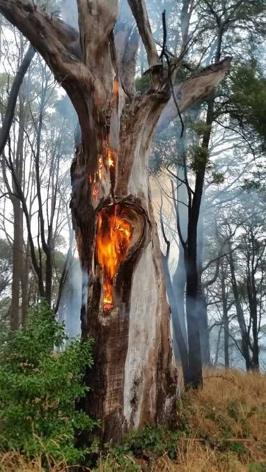 Lightning Struck Tree, Tree Hit By Lightning, Tree Struck By Lightning, Fire In Nature, Tree On Fire, Burnt Tree, Fire Tree, Burning Tree, Subject Of Art