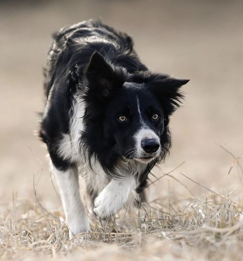 Blue Skunk Hair, Border Collie Aesthetic, Collie Aesthetic, Border Collie Working, Dog Therian, Service Dogs Breeds, Dog Types, White Border Collie, Sun Dogs