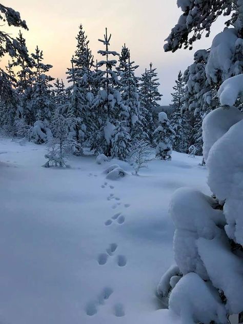 Jack Frost Aesthetic, Frost Aesthetic, Snowy Terrain, Another Aesthetic, Court Of Wings And Ruin, Inktober 2023, Photography Places, I Love Snow, Beautiful Snow