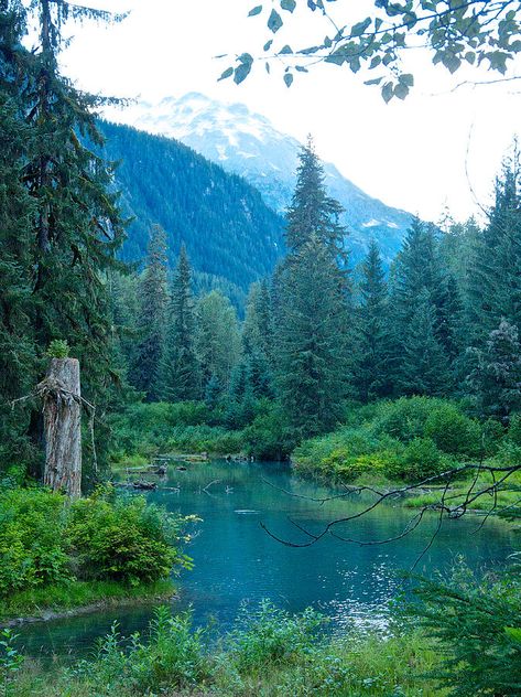 ✯ Fish Creek In Tongass National Forest - Alaska Fishing Salmon, Allegheny National Forest, Shawnee National Forest, Olympic National Forest, Diablo Lake, Tongass National Forest, El Yunque National Forest, Zhangjiajie, Pisgah National Forest