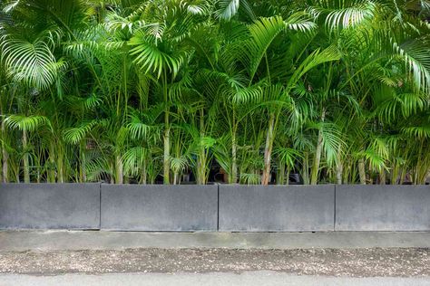 Tropical Plants For Privacy Fence, Privacy Planting Ideas, Tropical Privacy Plants, Plant Privacy Ideas, Quick Growing Privacy Plants, Privacy Fence Plants, Plant Fence Ideas, Plants For Privacy Fence, Privacy Plants Fence