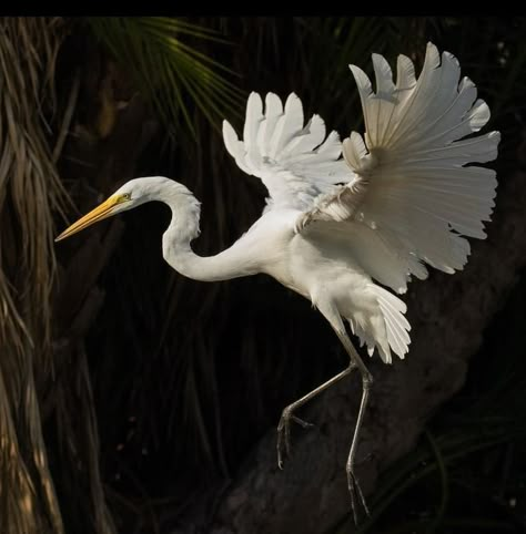 Bird Wings Photography, Herron Bird, Animal Study, Bird Wings, Animal Reference, Pretty Animals, Animal References, Pretty Birds, Ideas Photography