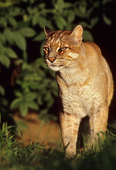 Temminck's or Asian Golden Cat (Pardofelis temmincki) Southeast Asia. Captive… Asian Golden Cat, Asian Animals, Wild Cat Species, Asian Cat, Small Wild Cats, Golden Cat, Cats Of The World, Wild Animals Photography, Cat Species