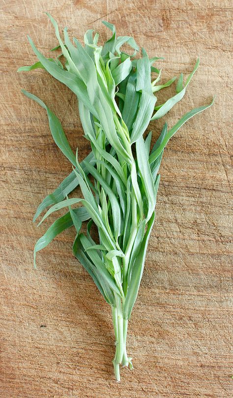 Tarragon Plant, Tarragon Recipes, Healthy Gut Recipes, Garden Grove, Indoor Vegetable Gardening, Ingredient Substitutions, Keto Recipes Dinner, Garden Recipes, Healthy Gut