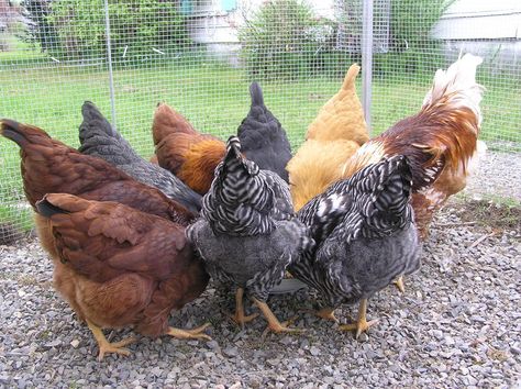 Herbal and Critter Forage for Healthy Chickens – Wolf Camp, Blue Skye Farm & School of Natural Science Herbs For Chickens Coop, Herbs Chickens Can Eat, Grass In Chicken Coop, Flowers Chickens Wont Eat, Chicken Rearing, Potato Basket, Fodder System, Growing Chicken Of The Woods Mushrooms, Blue Skye