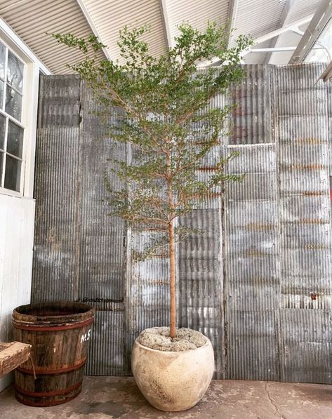 The Black Olive Tree tree is here – here's why you need one | Livingetc Olive Tree Care, Black Olive Tree, Growing Olive Trees, Rustic Garden Design, Dream Garden Backyards, Modern Water Feature, Pools For Small Yards, Front Lawn Landscaping, Backyard Covered Patios