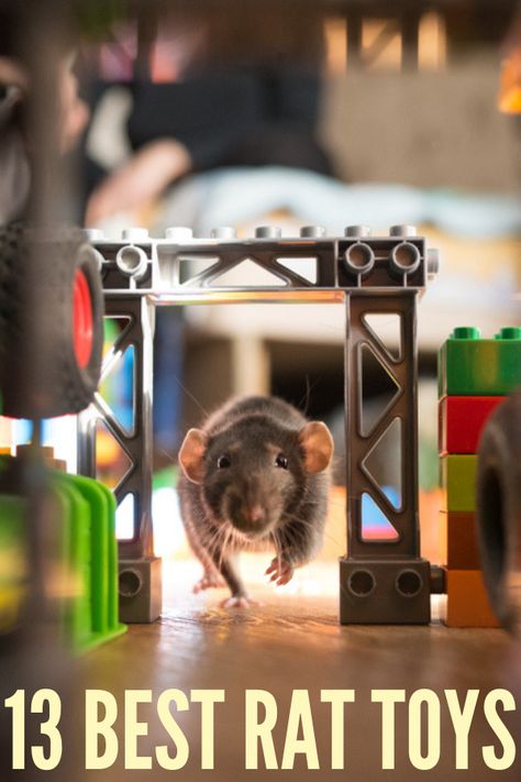 Rat Toy Ideas, Rat Enrichment Diy, Rat Enclosure Ideas, Rat Tricks, Rat Cage Ideas Diy, Pet Rat Toys, Rat Toys Diy, Rat Playground, Toys For Rats