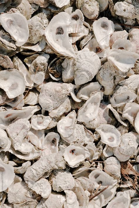 Oyster Shell Photography, Grace Darling, Asha Greyjoy, Monthly Wallpapers, Ocean Things, Social Branding, Oyster Shells, Oyster Shell, Branding Ideas