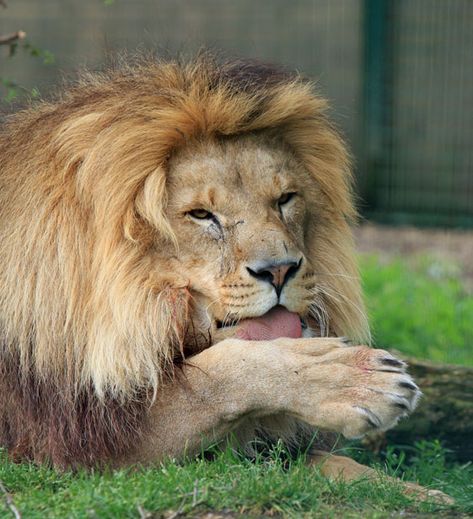 Lion Licking Paw Lion Walk Cycle, Big Cat Paws, Lion Reference, Lion Paws, Polar Bear Paw, Jungle Drawing, Animal Paws, Paw Drawing, Polydactyl Cat