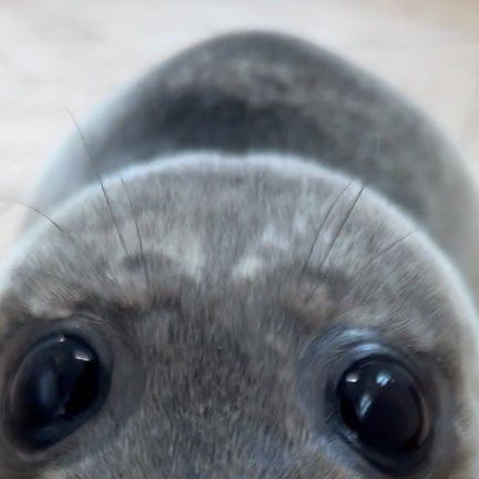 Seal Aesthetic, Seal Background, Seals Cute, Seal Wallpaper, Silly Seal, Funny Seals, Seal Animal, Harp Seal, Cute Seals