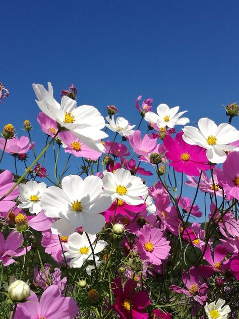 Wild Cosmos Flower, Flower Garden Photos, Cosmos Flowers Aesthetic, Cosmos Flowers Wallpaper, Kosmos Flowers, Cosmos Flowers Garden, Cosmos Aesthetic, Cosmos Bouquet, Bees On Flowers