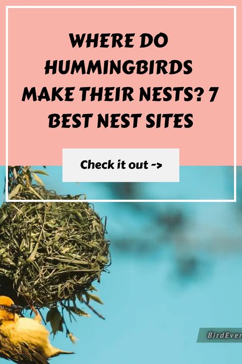 Where Do Hummingbirds Make Their Nests? 7 Best Nest Sites https://birdever.com/where-do-hummingbirds-make-their-nests Homemade Hummingbird Nectar, Hummingbird Food, Hummingbird Nests, Hummingbird Nectar, Hummingbird House, Hummingbird Nest, Nest Building, Ruby Throated Hummingbird, Nesting Box