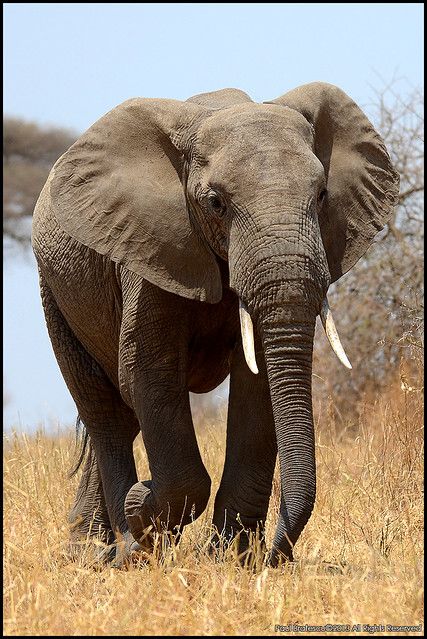 Sumatran Elephant, African Forest Elephant, Elephant Photography, Elephant Artwork, Africa Photography, Elephants Photos, Elephant Pictures, Elephant Drawing, Save The Elephants