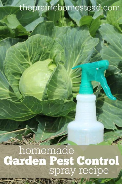 Homemade Garden Pest Control Spray Recipe Backyard Gardening Ideas, Homemade Garden, Organic Gardening Pest Control, Home Pest Control, Garden Problems, Flea Prevention, Organic Pest Control, Best Pest Control, Bug Control